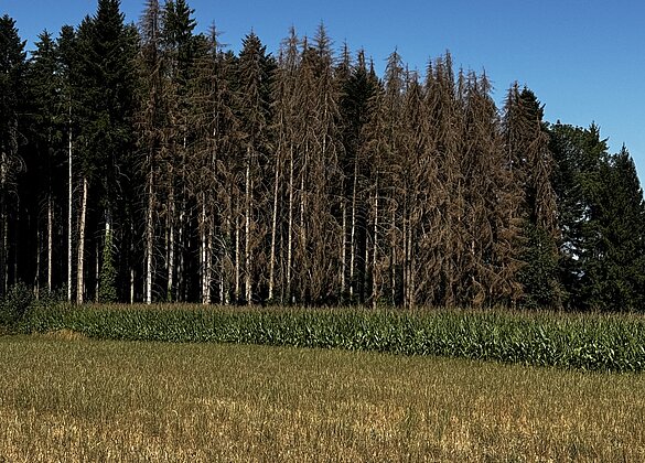 Wiesen,Wald,Mais leiden extrem unter der Trockenheit