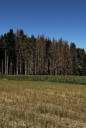 Wiesen,Wald,Mais leiden extrem unter der Trockenheit
