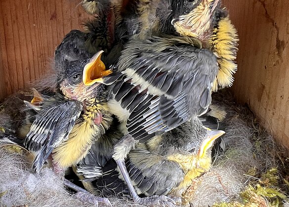 Hungriger Nachwuchs im Nistkasten
