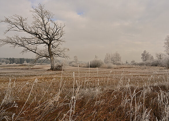 Wunderschön überzuckerte Winterlandschaft