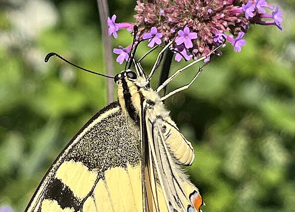 Schwalbenschwanz besucht unseren Garten