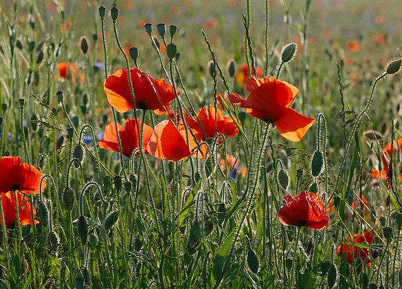 Mohnblumen im Abendlicht (Mein letztes Mohnbild:versprochen)