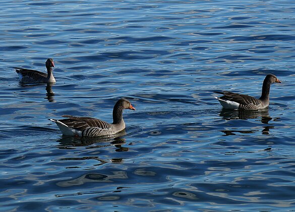 Frühlingsstimmung am Sempachersee