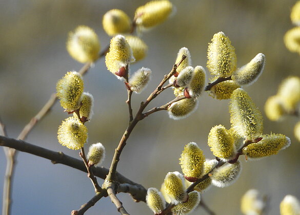 Widechätzli in voller Blüte.