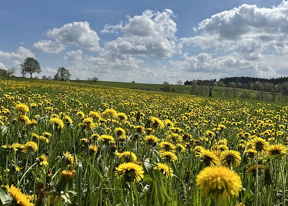 Herrliche Farben im hügeligen LuzernerHinterland