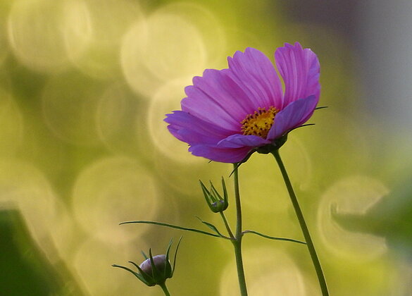 Cosmea im goldenen Abendlicht.