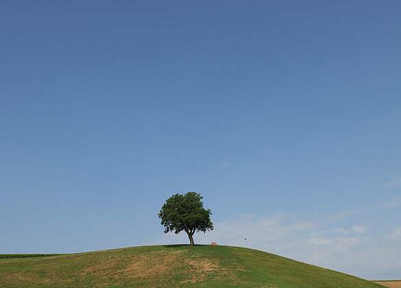 Einsamer Baum