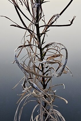 Kreation der Natur