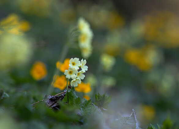 Blüemli Kunst im Napfbergland