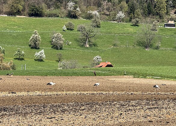 Störche,Milane und Bussarde freuen sich am frischen Acker