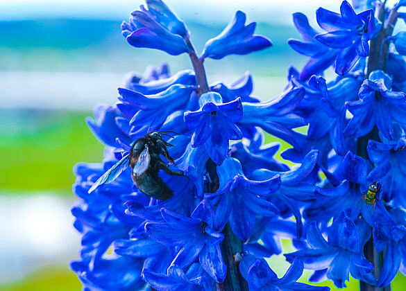 Der Himmlische Duft der Hiazinte lockt die Holzbiene!