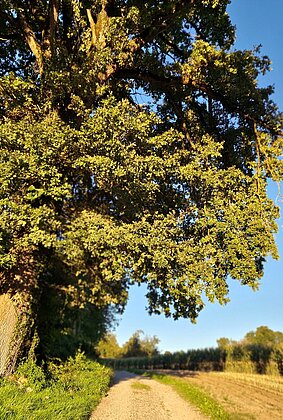 Abendliche Herbstlandschaft in Dagmersellen.