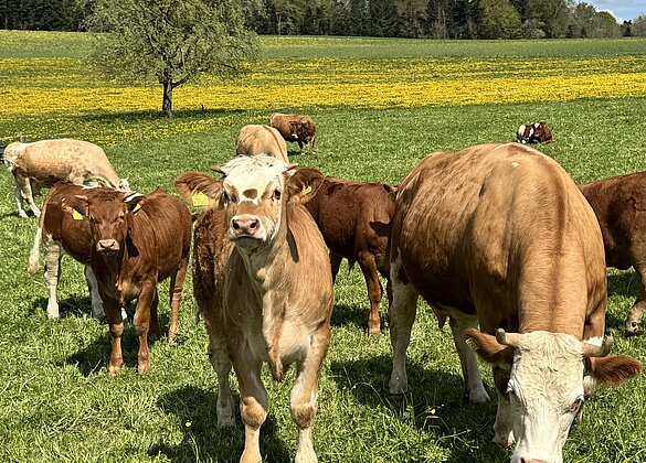 Neugierige Kühe und Kälber auf der herrlichen Weide