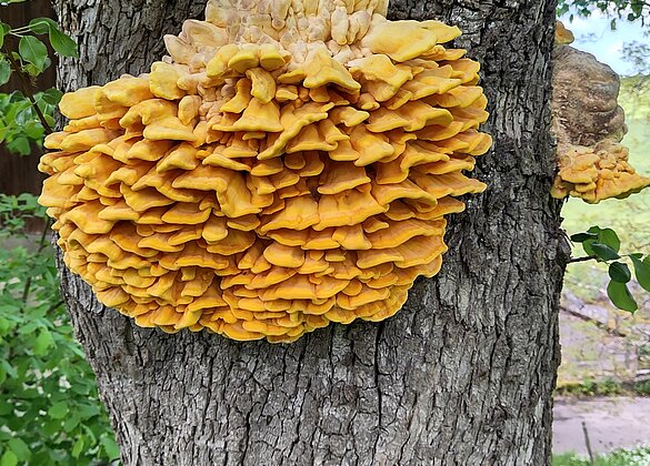 riesiger Baumpilz ist aus einem Birnbaum gewachsen