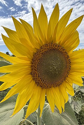 Sonnenblumenfeld
