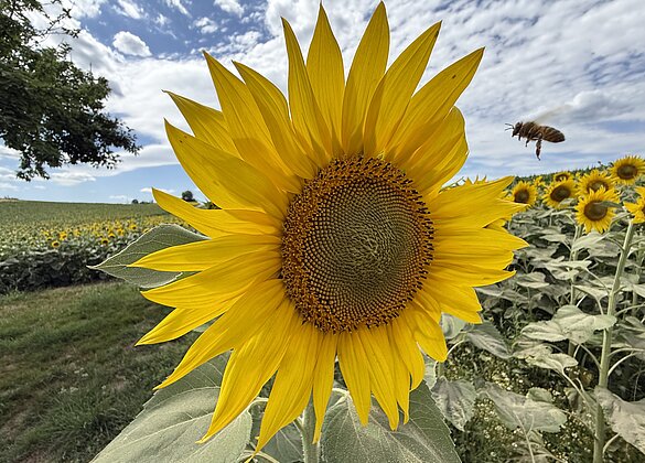 Sonnenblumenfeld