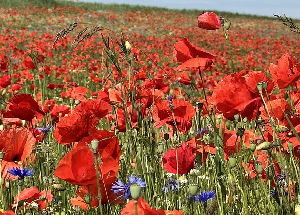Traumhafter Mohn