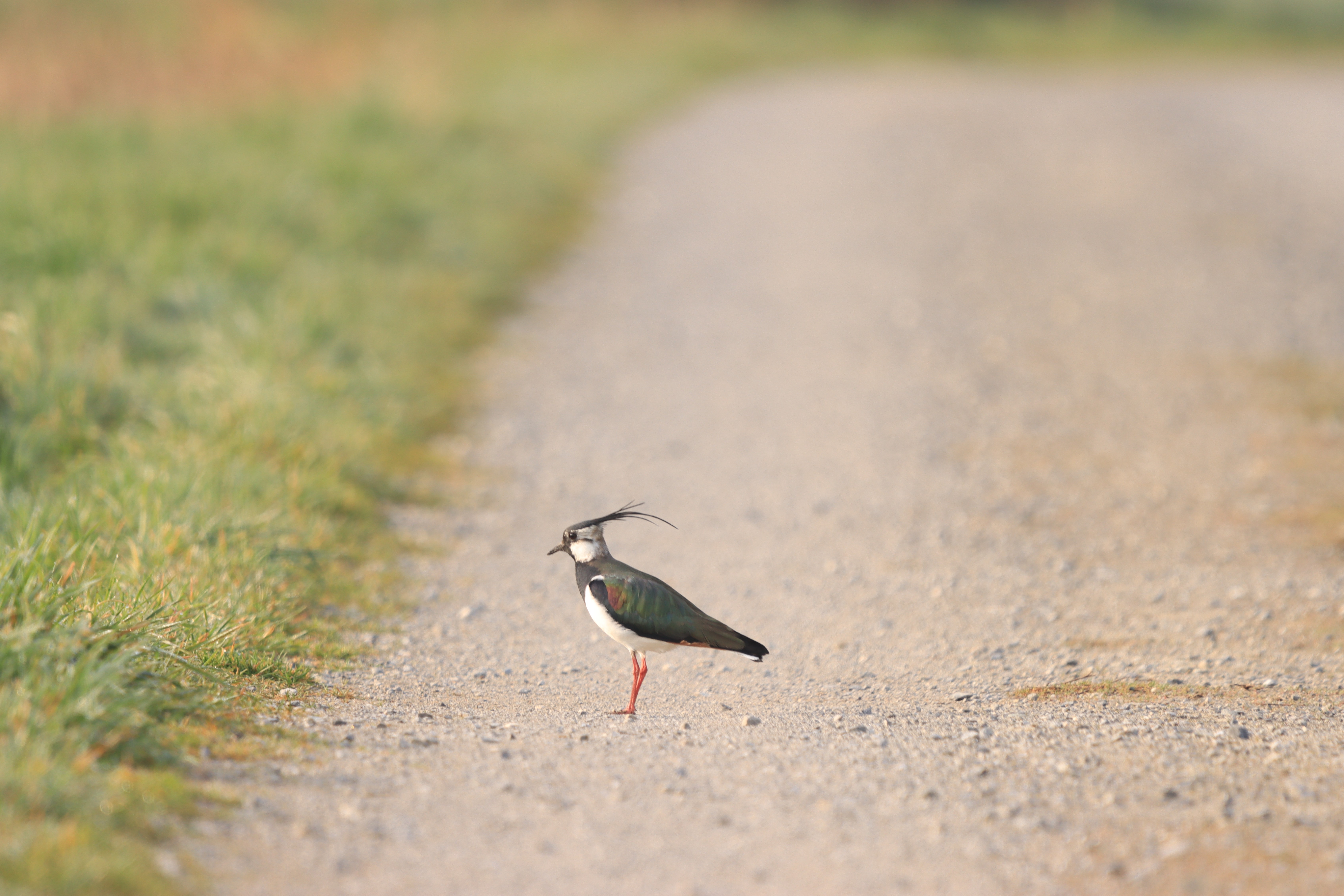 Auf der Suche nach etwas Schmackhaftem