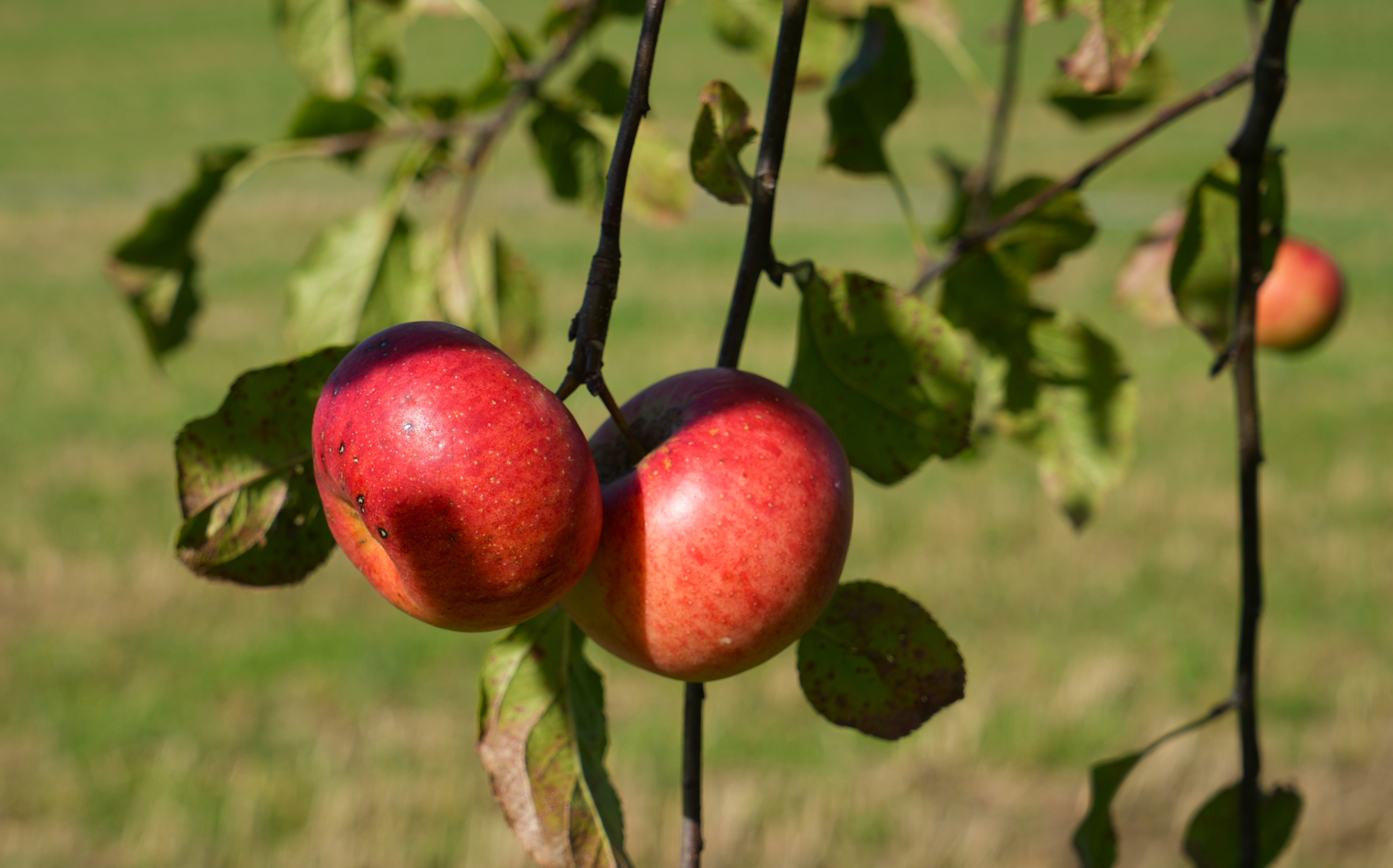 Beiss nicht gleich in jeden Apfel, er könnte ..... ....