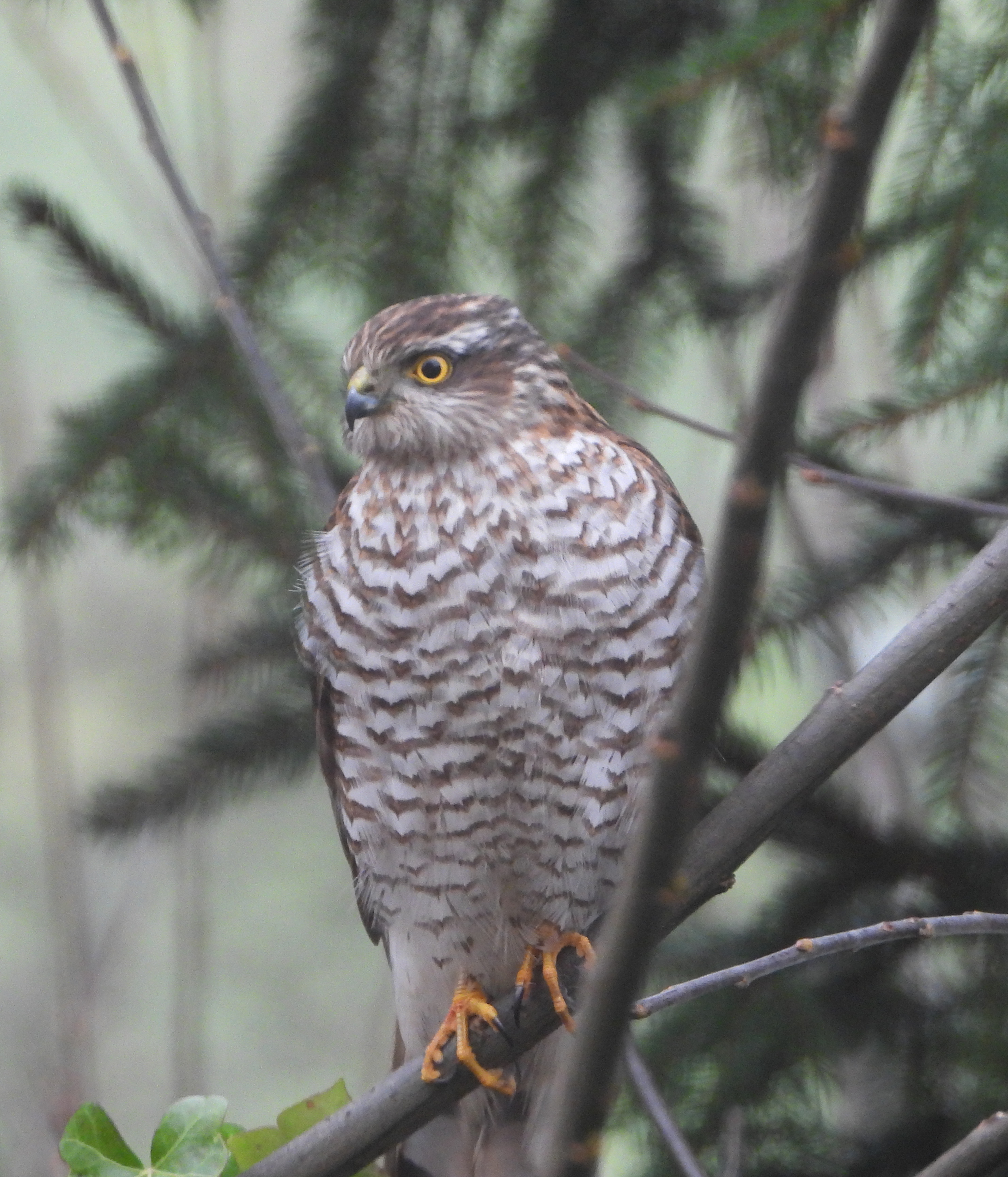 Ein hungriger Sperber auf der Lauer.