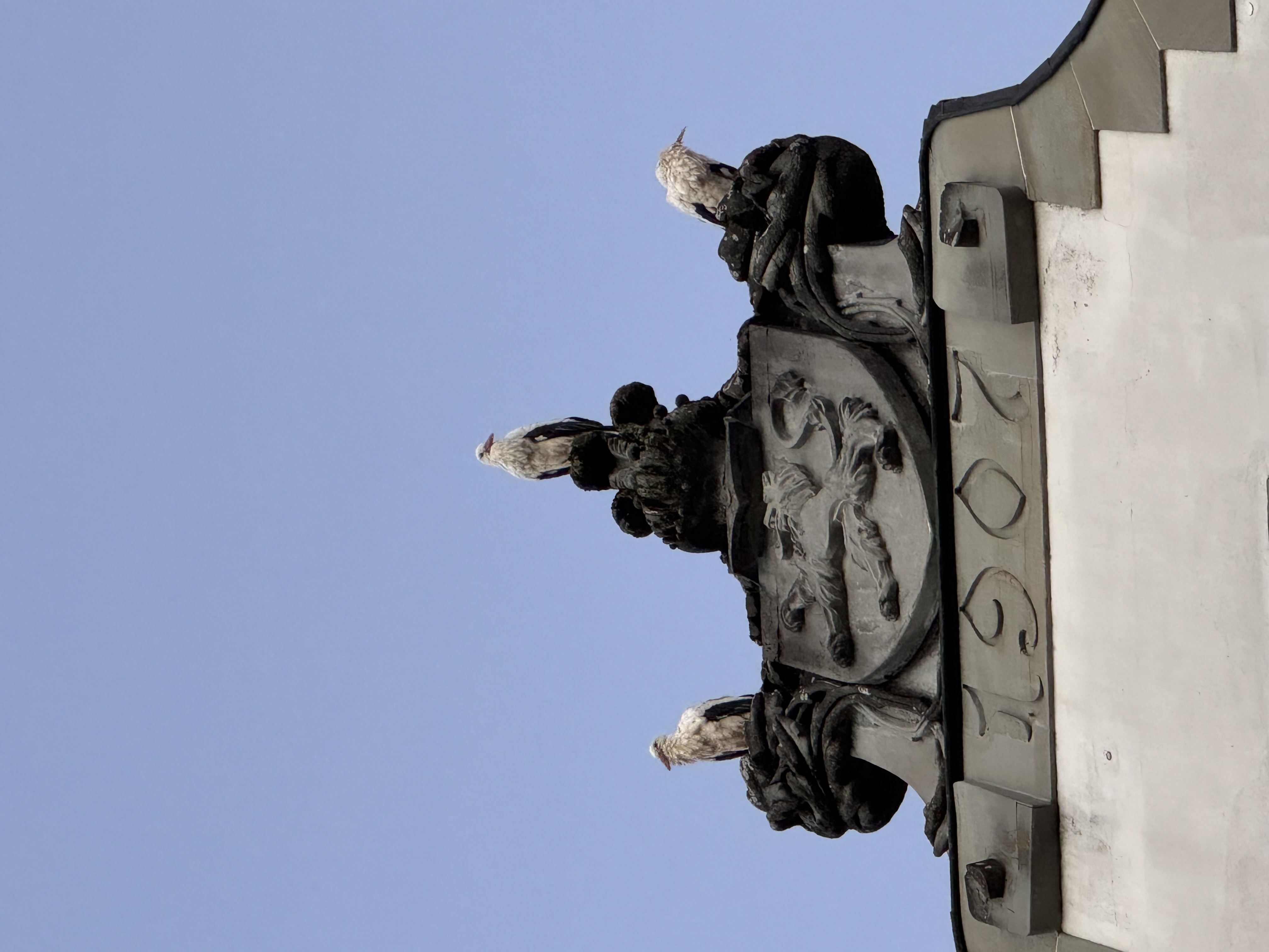 Störche am Morgen auf der Kirche und der Stadtverwaltung