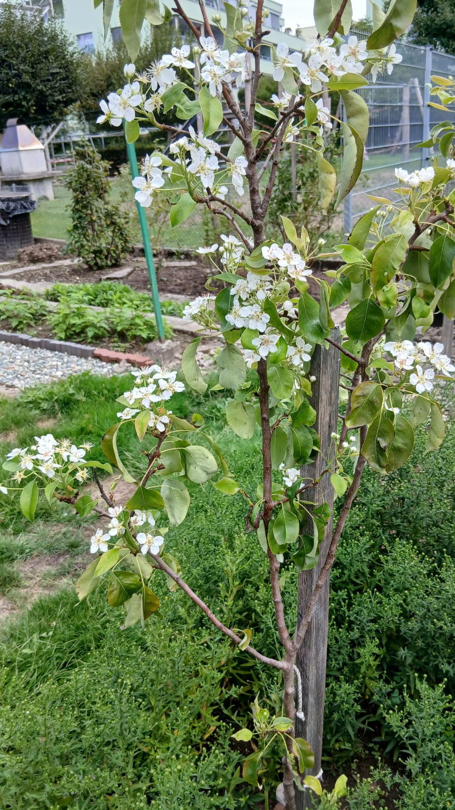 Die Natur spielt verrückt - der Birnbaum blüht im Herbst.
