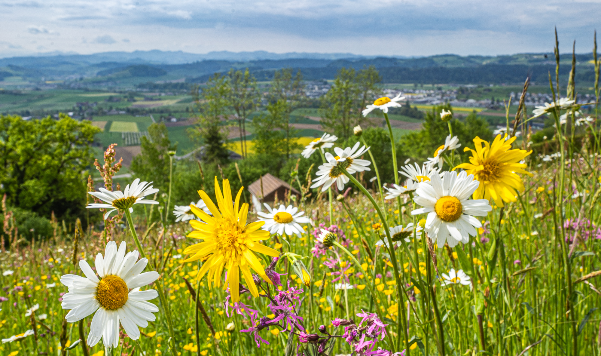 Paradiesische Blumenwiese!