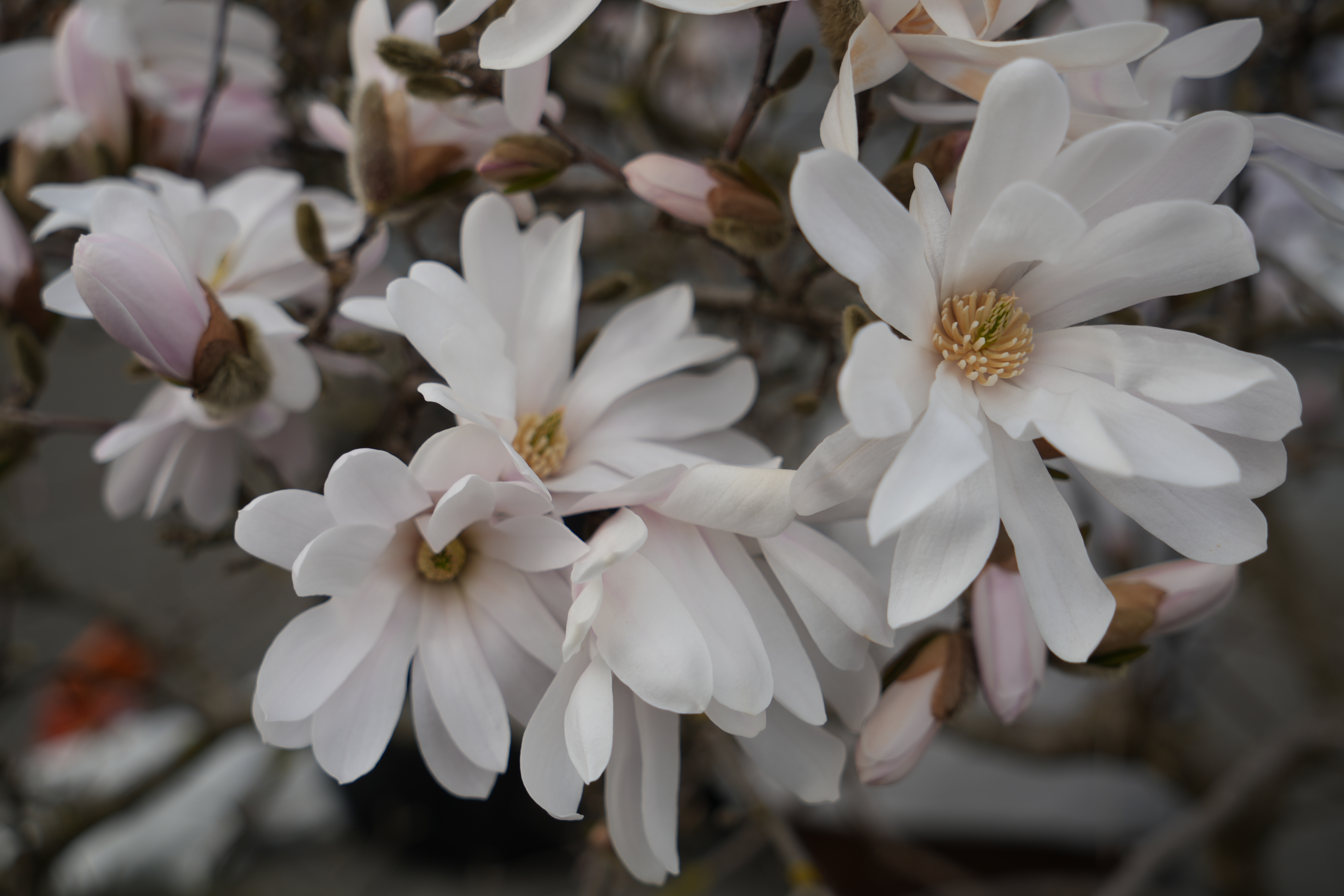 Magnolien bereichern den Frühling