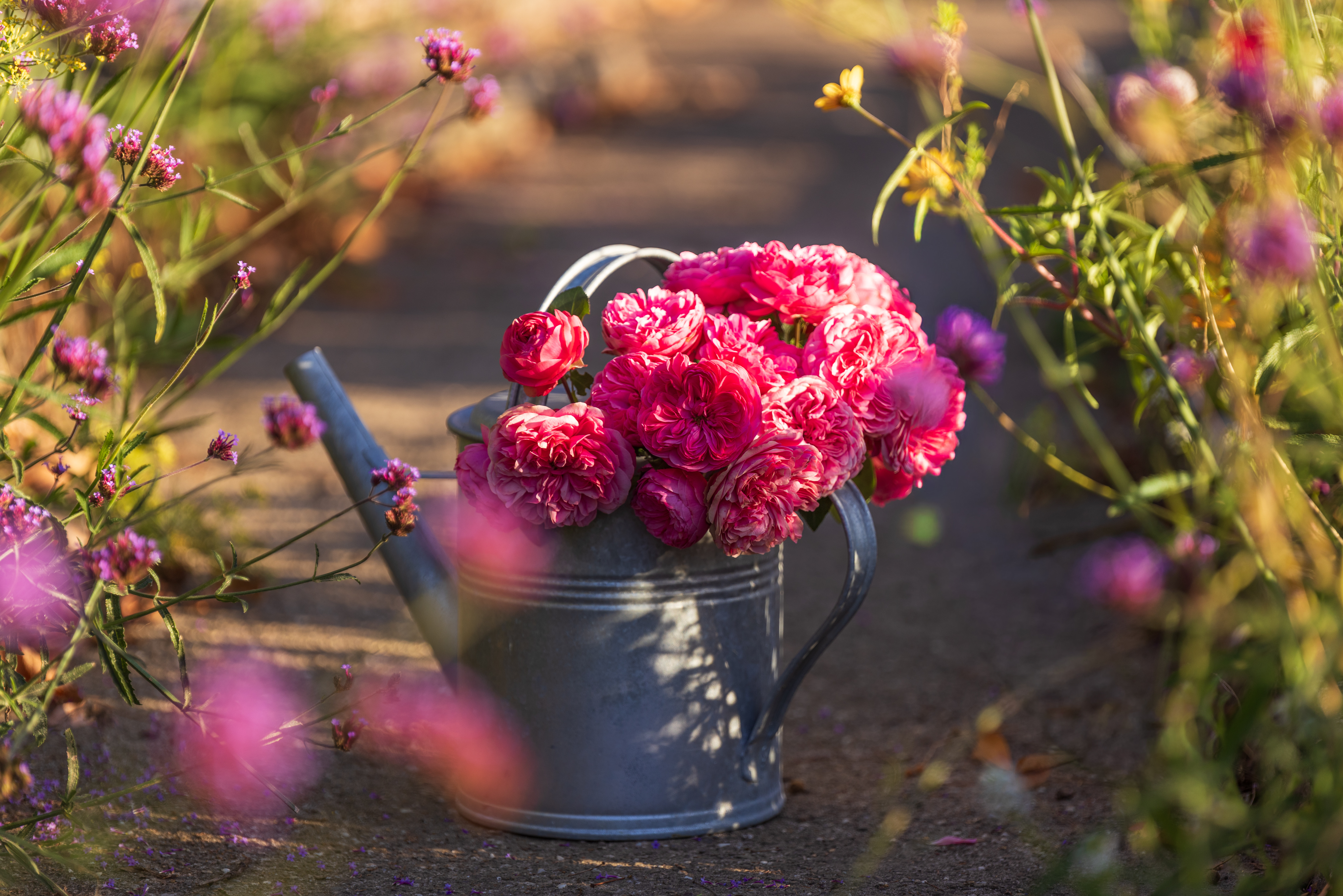 Da Vinci-Rosen: gefüllte Blüten und zarter Duft