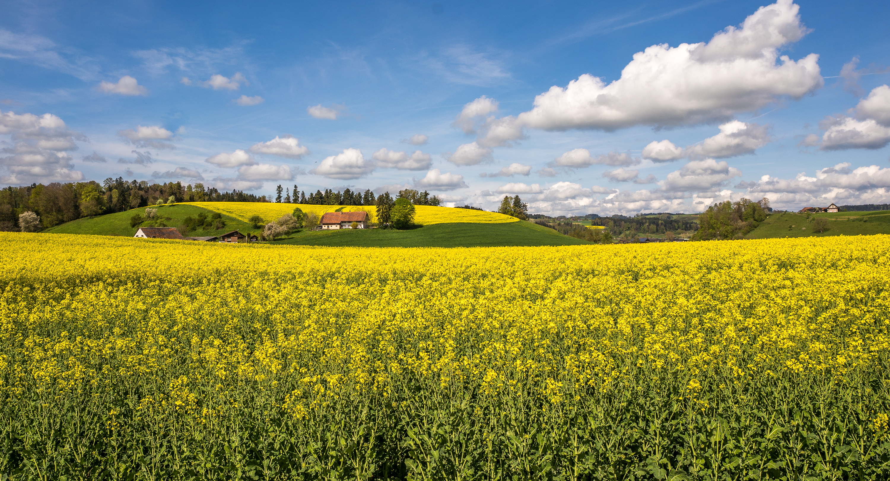 Leuchtende Rapsfelder!