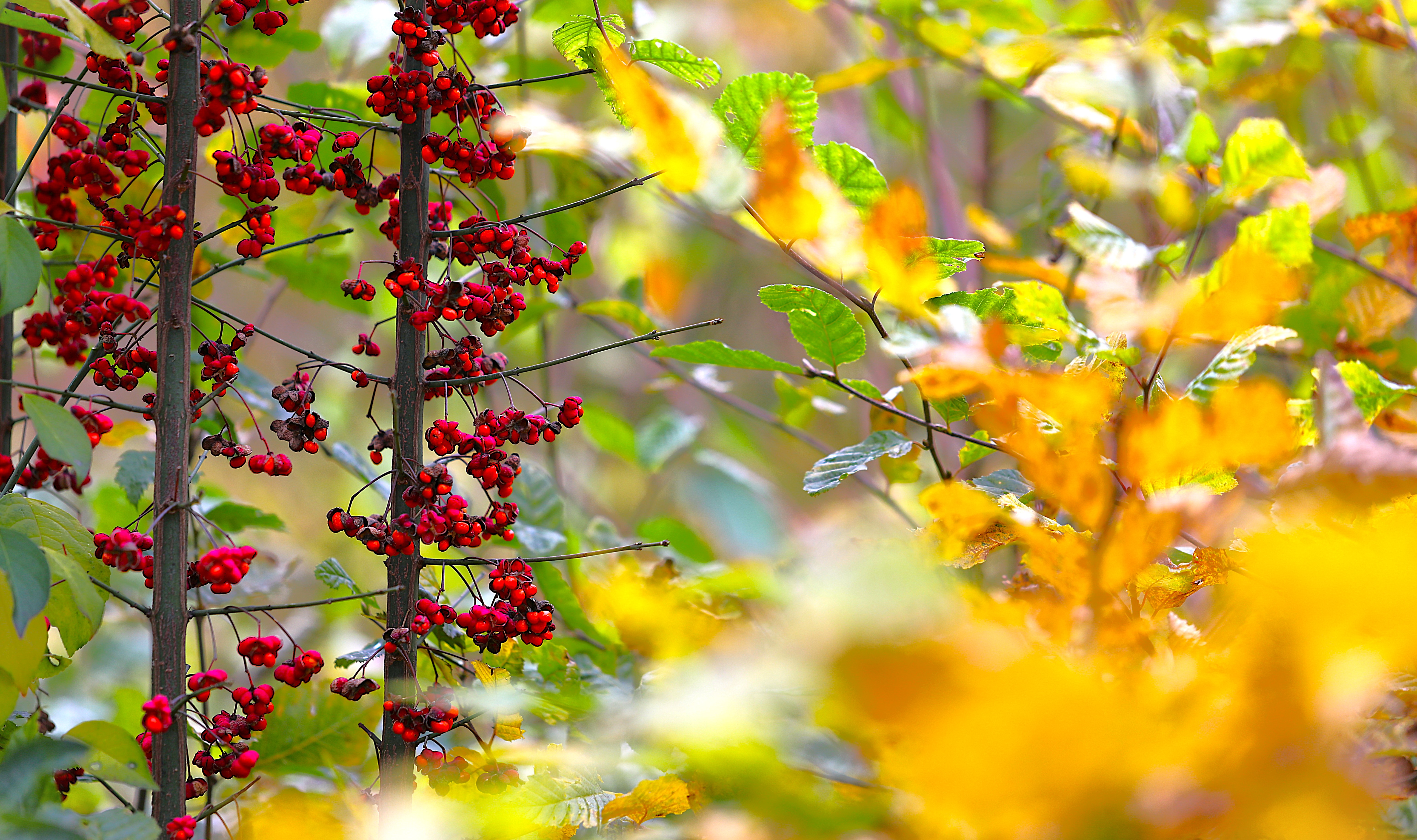 Sind es bald die letzten Herbst-Stimmungsbilder?