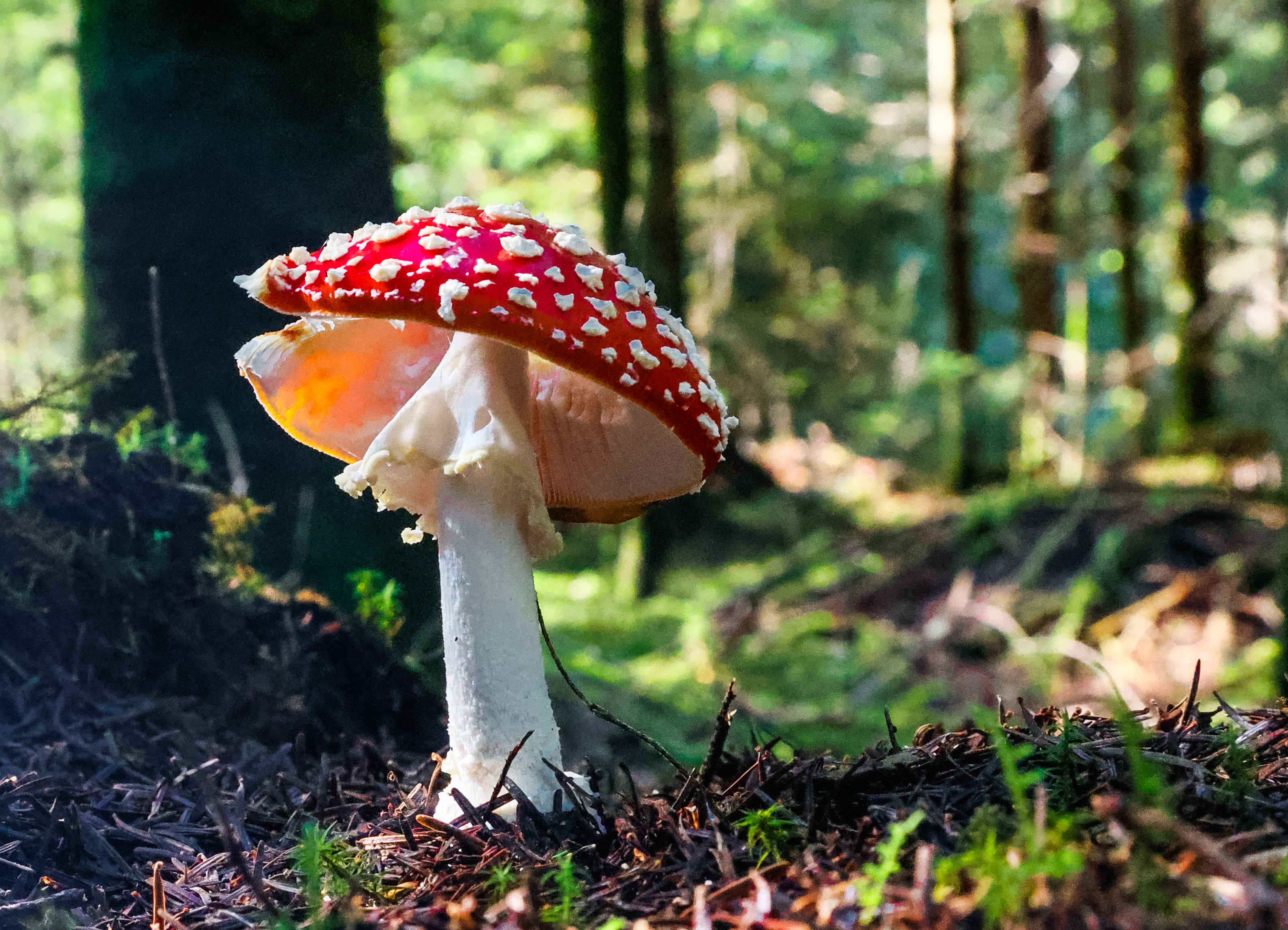 Fliegenpilz: Ein magischer Glücksbringer