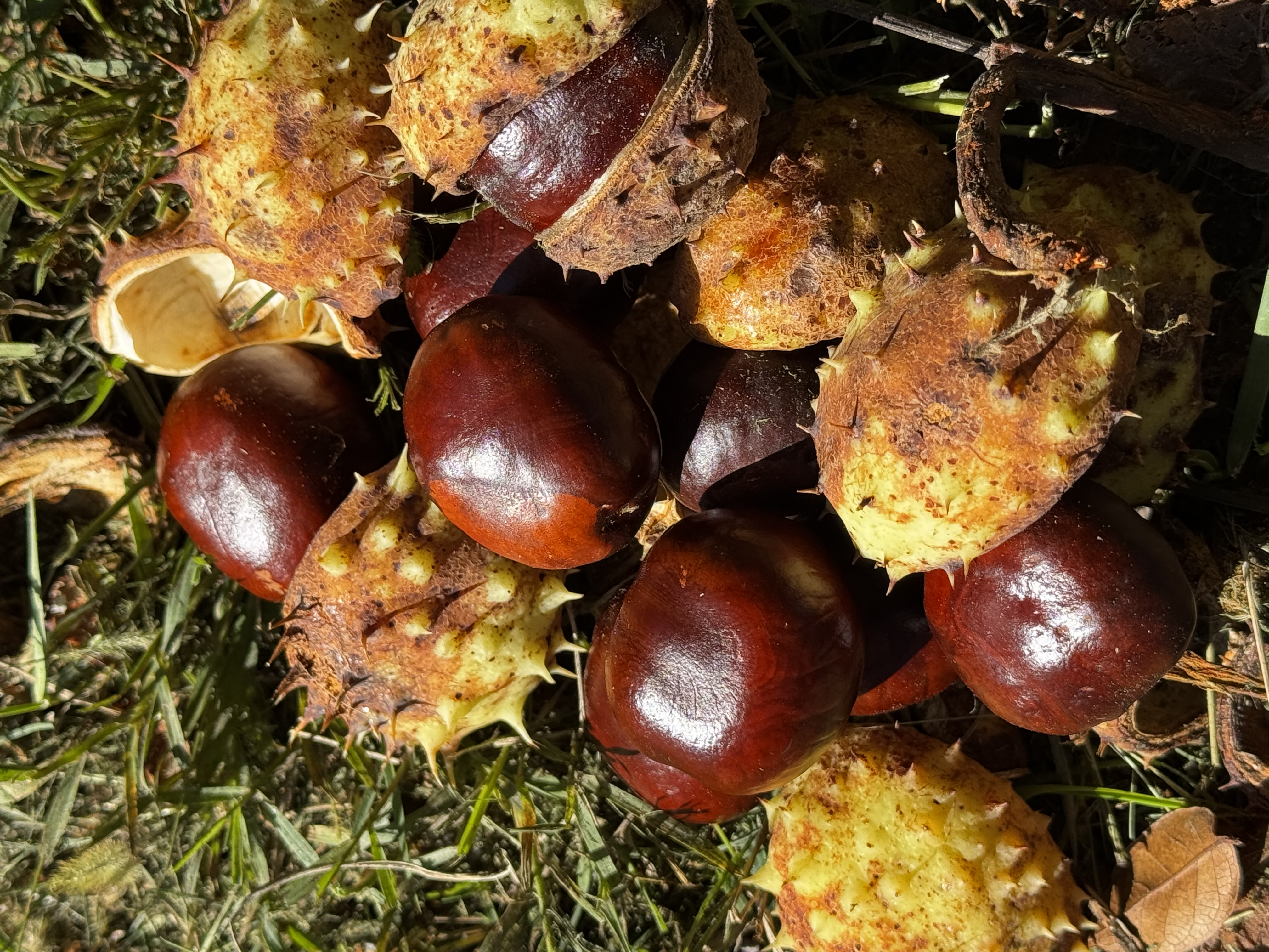 Herrliche Herbstzeit…Kastanien erfreuen uns immer wieder..