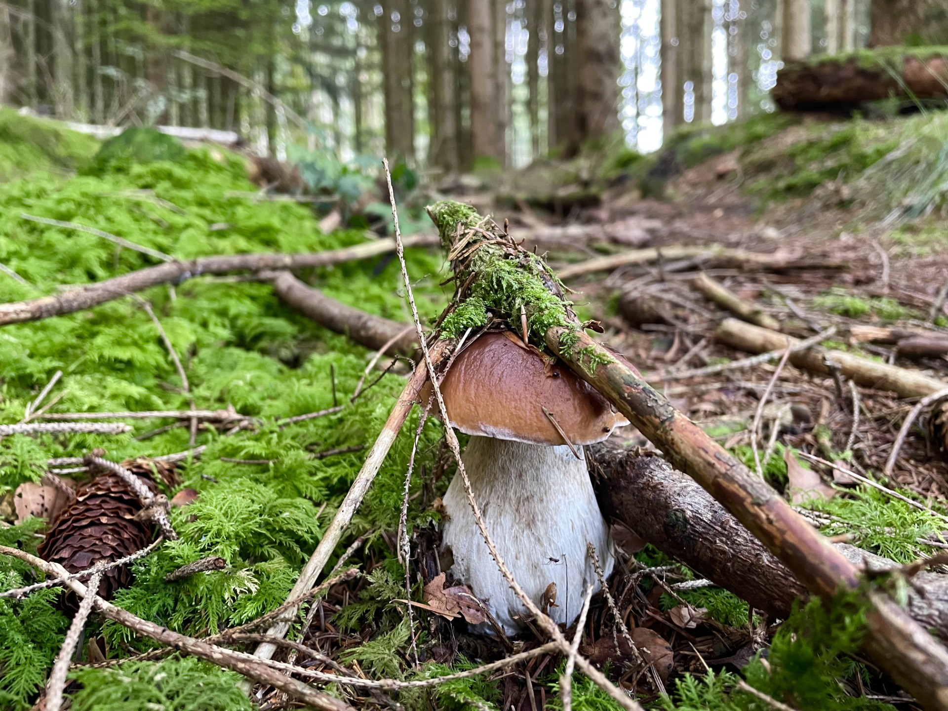 Die Kraft der Natur!