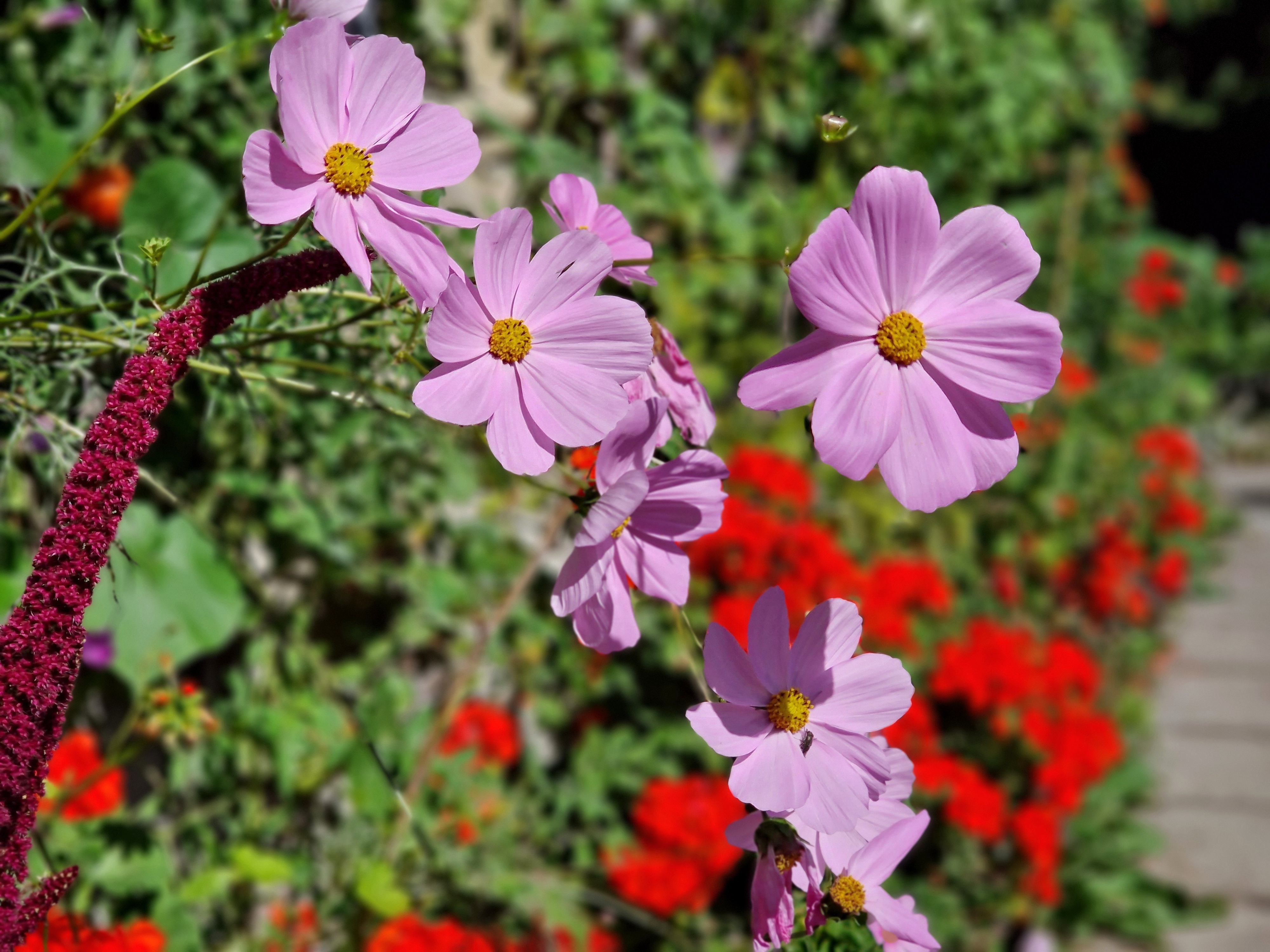 Noch bringt die Herbstsonne Blumen zum Strahlen 