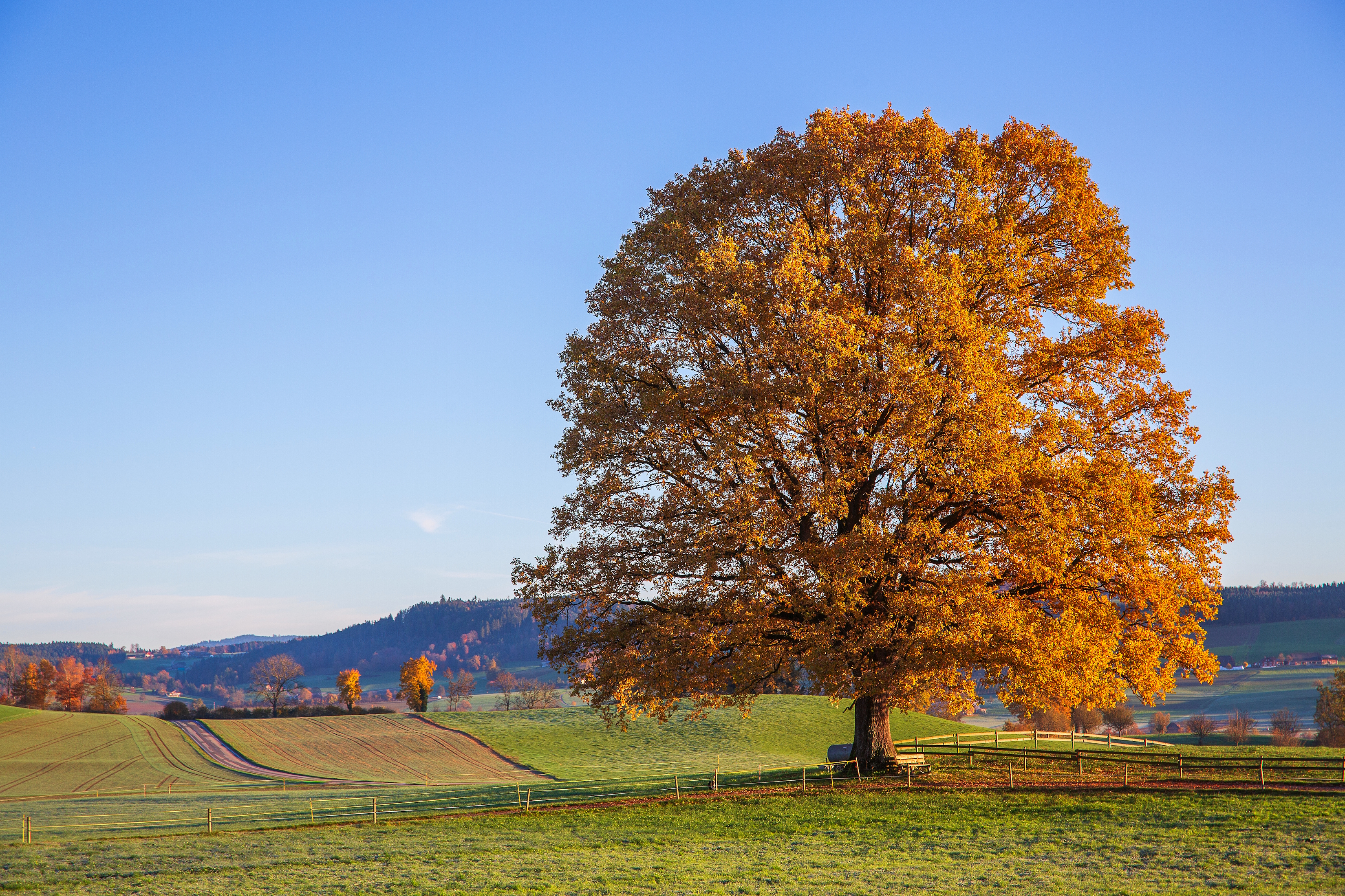 Gold steht ihr gut... die Stettenbacher Eiche im Herbstkleid