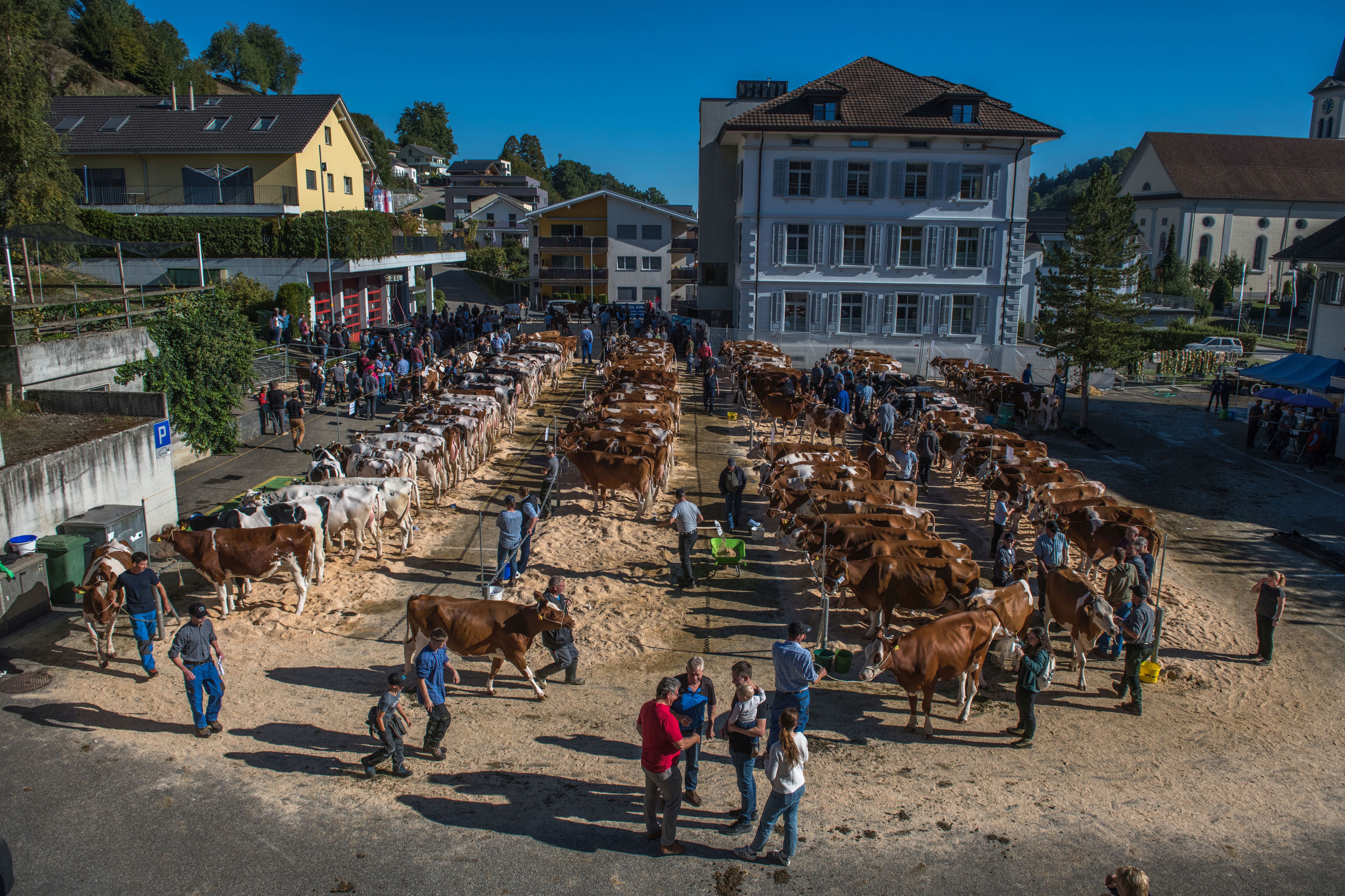 130 Jahre VZG Hergiswil-Napf mit grosser Viehschau.