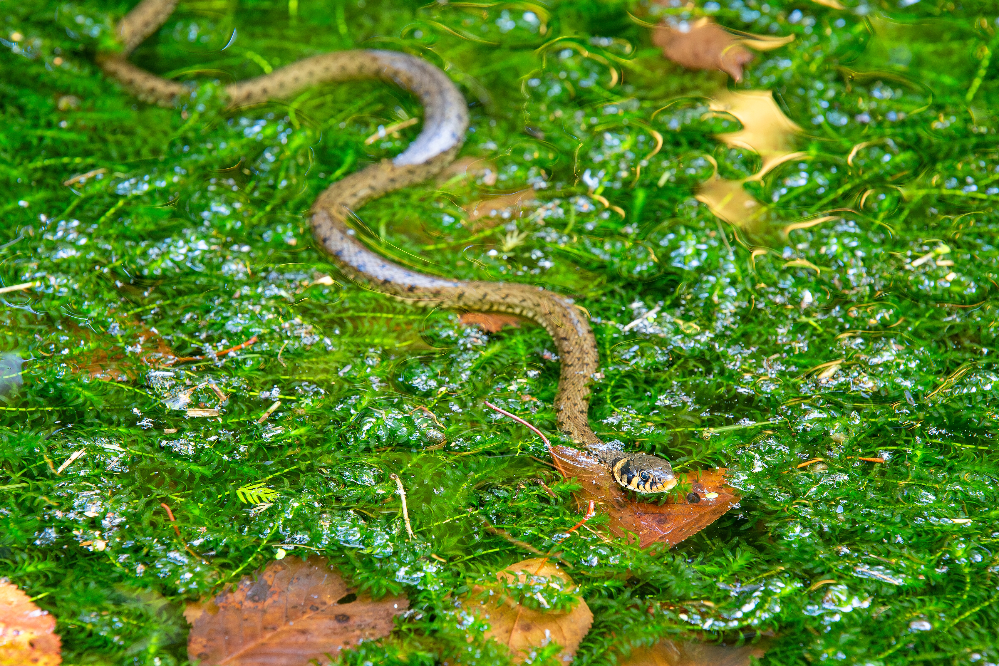 Eine eindrückliche Begegnung im Naturlehrgebiet Ettiswil. Die ansonsten wärmeliebende Ringelnatter ruht für einmal im schattigsten Teich, bevor sie wieder auf Fröschejagd geht.