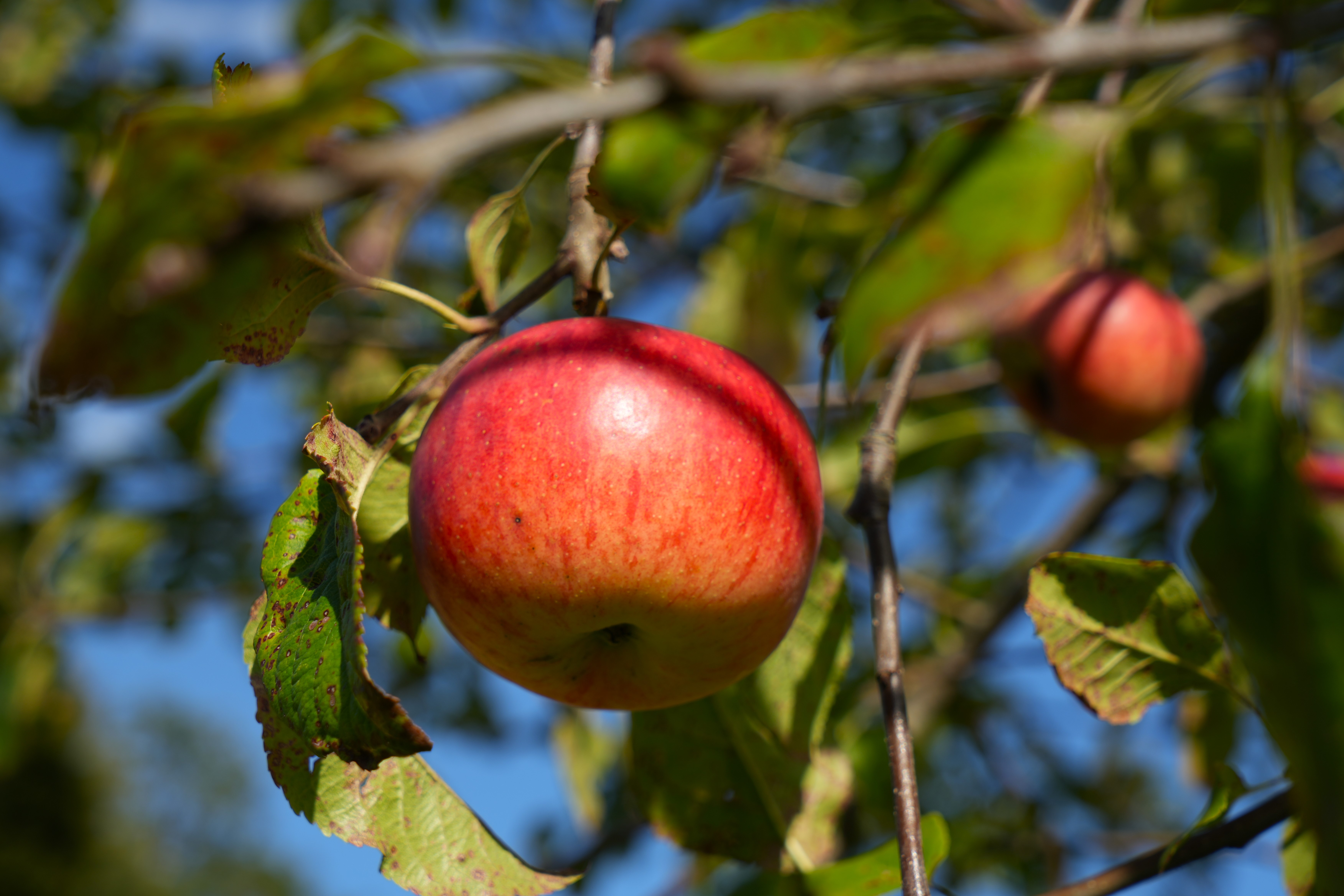 Beiss nicht gleich in jeden Apfel, er ...