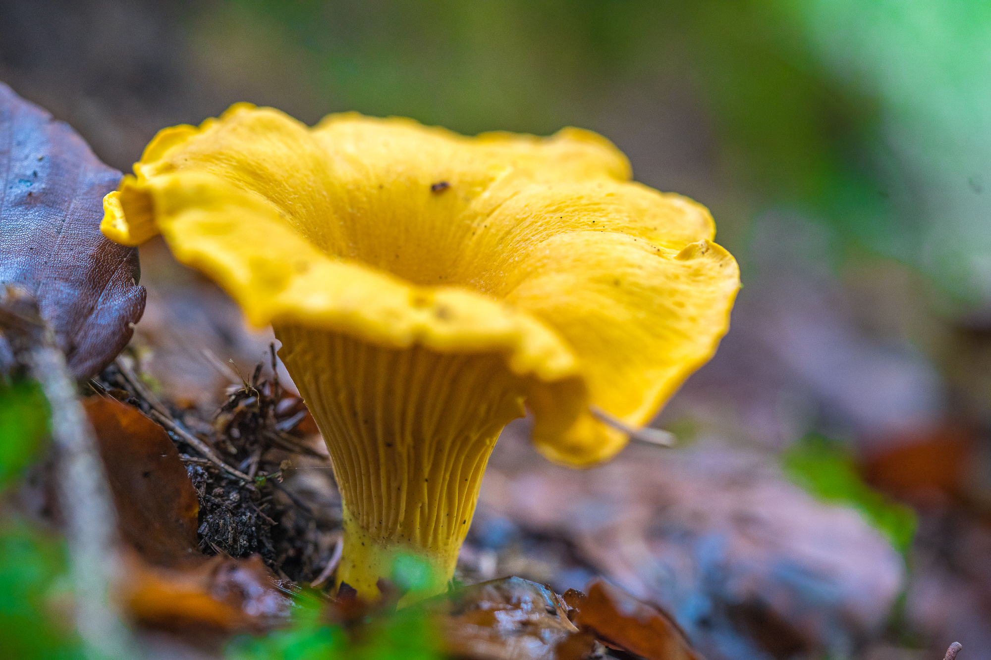 Der Pfifferling kann man auch im November finden!
