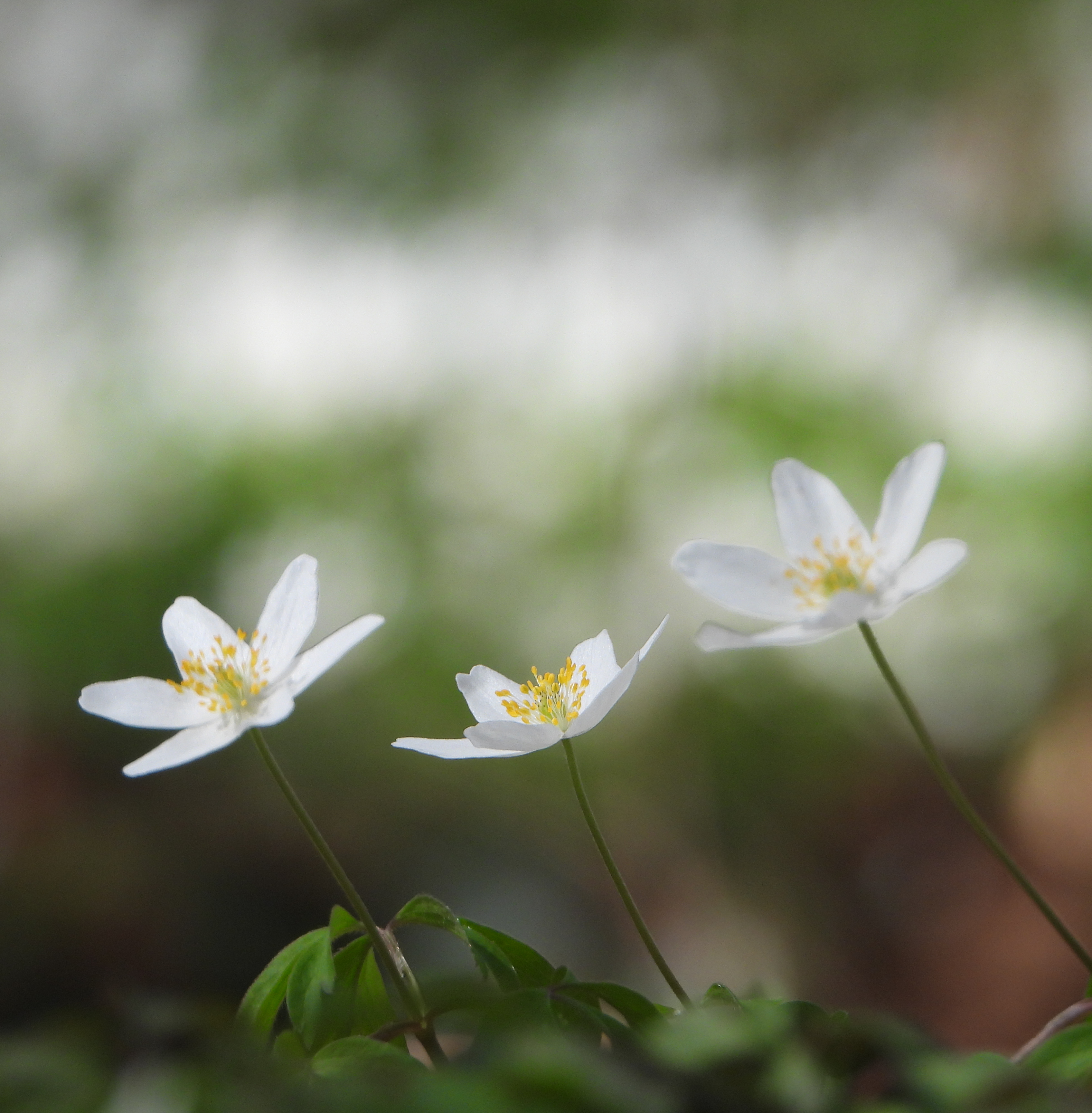 Schön ist es im Wald, wenn die Buschwindröschen blühen.
