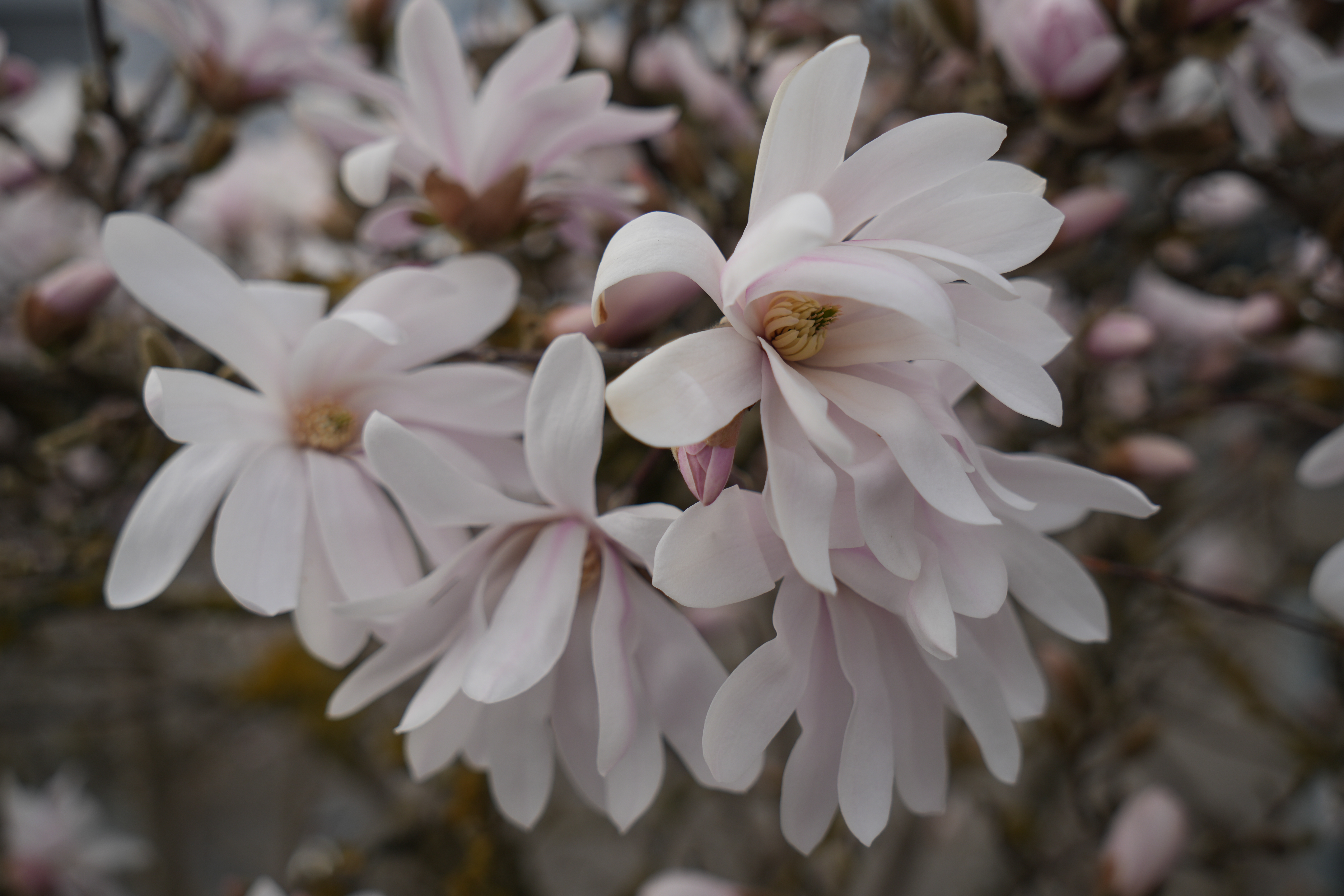 Magnolien bereichern den Frühling