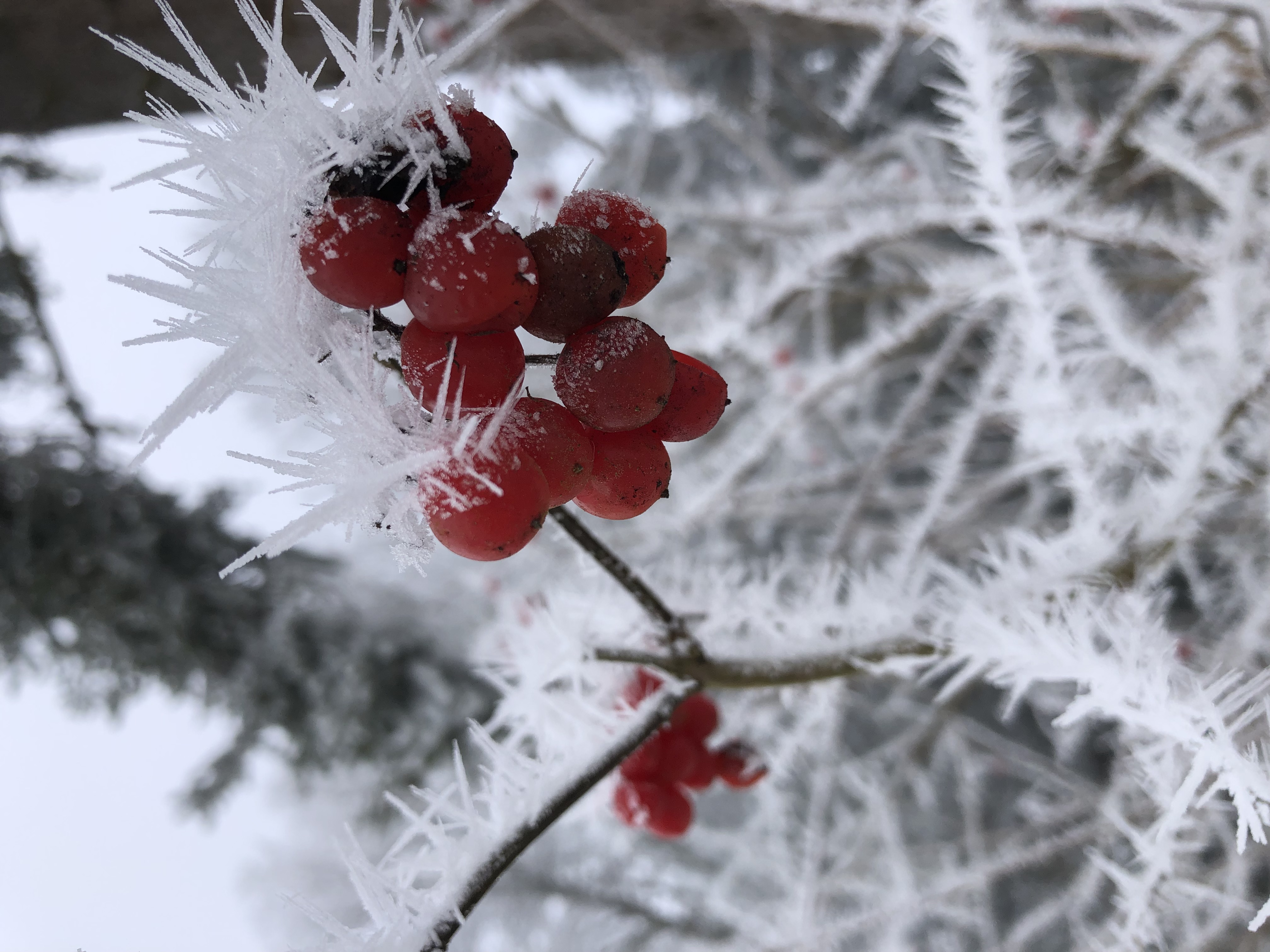 Märchenhaft schön ./ 3:Sonne findet Durchblick