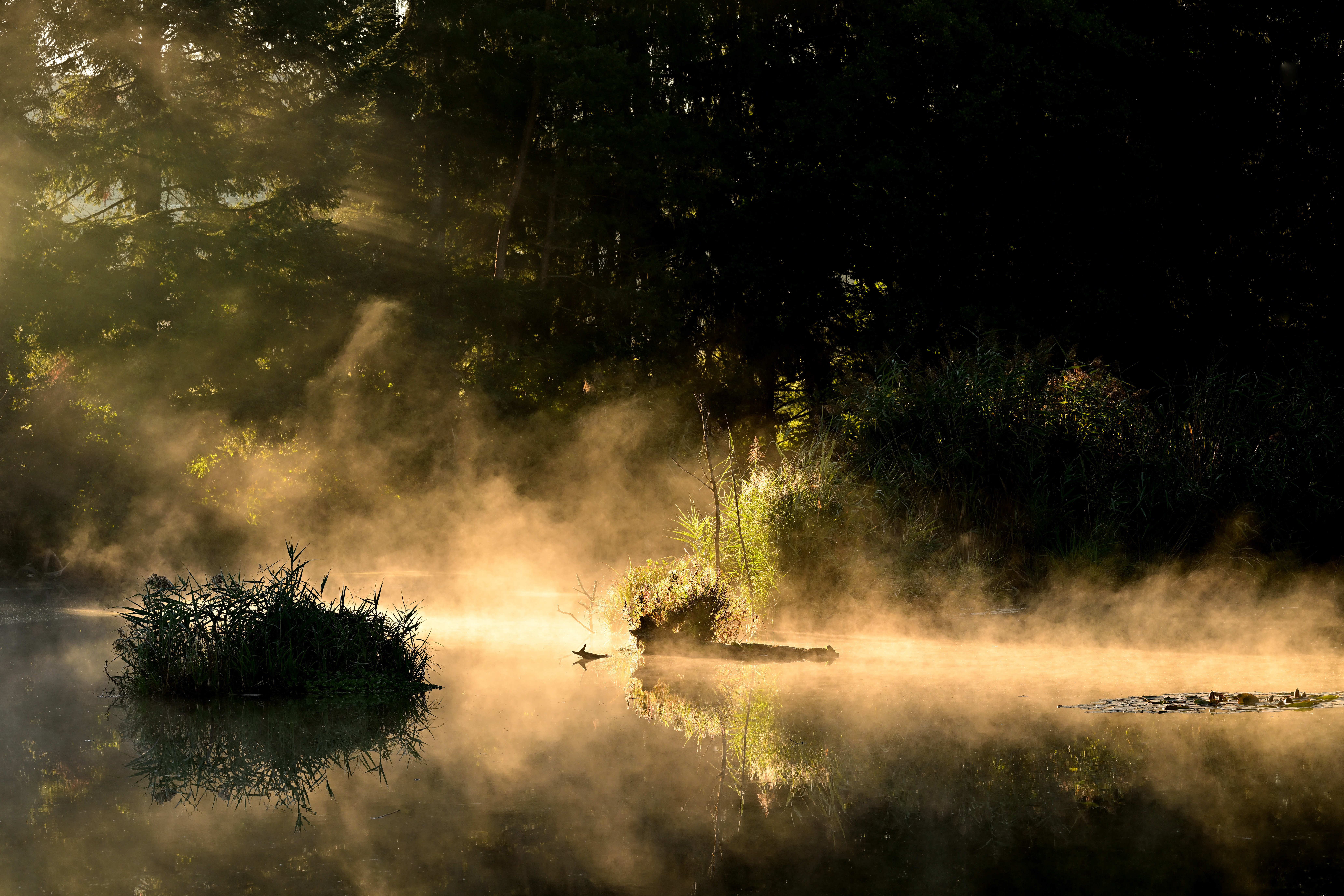 Dank dem  Morgennebel ergibt es eine zauberhafte Stimmung