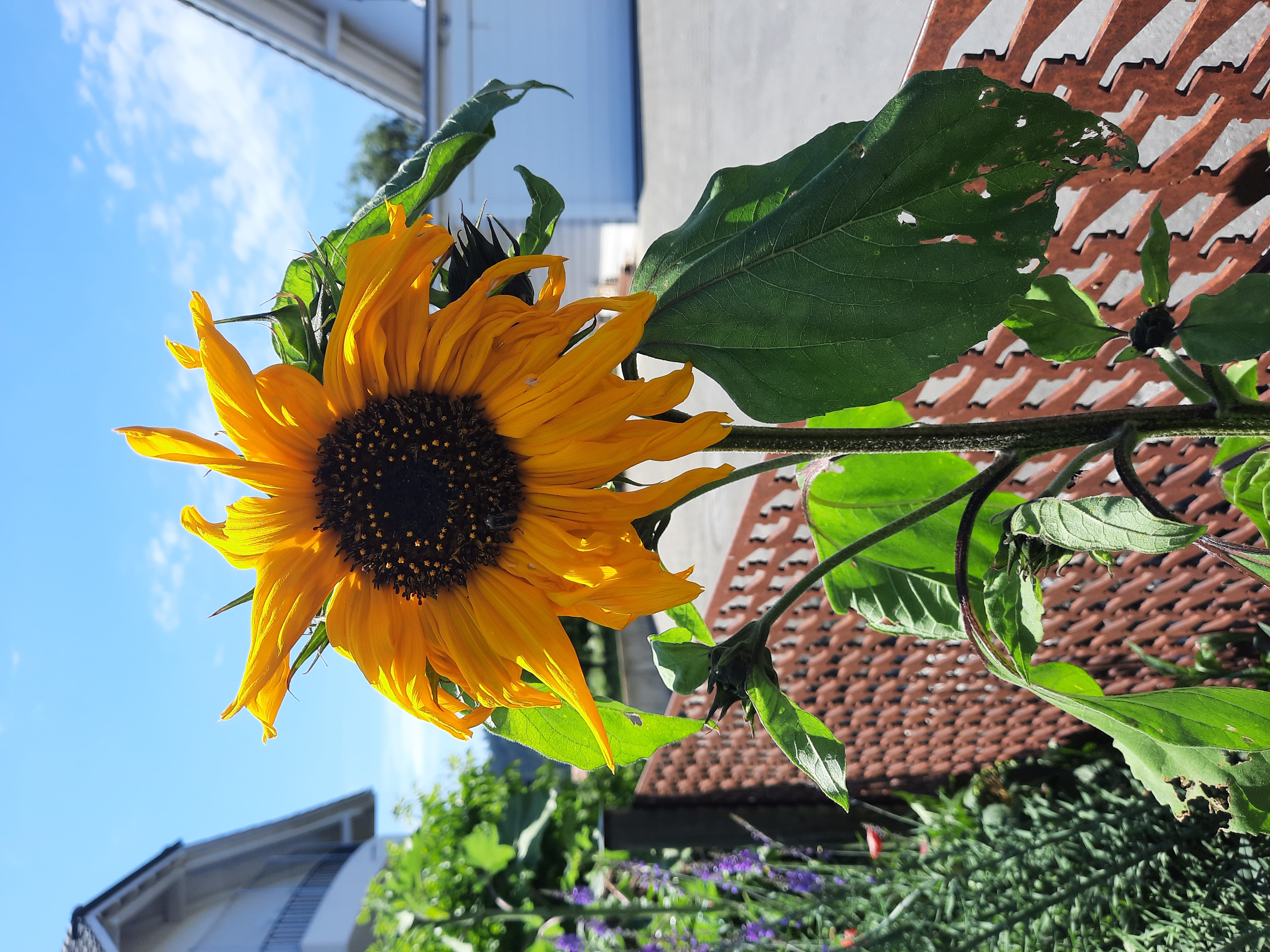 Erste Sonnenblumen leuchten im Garten