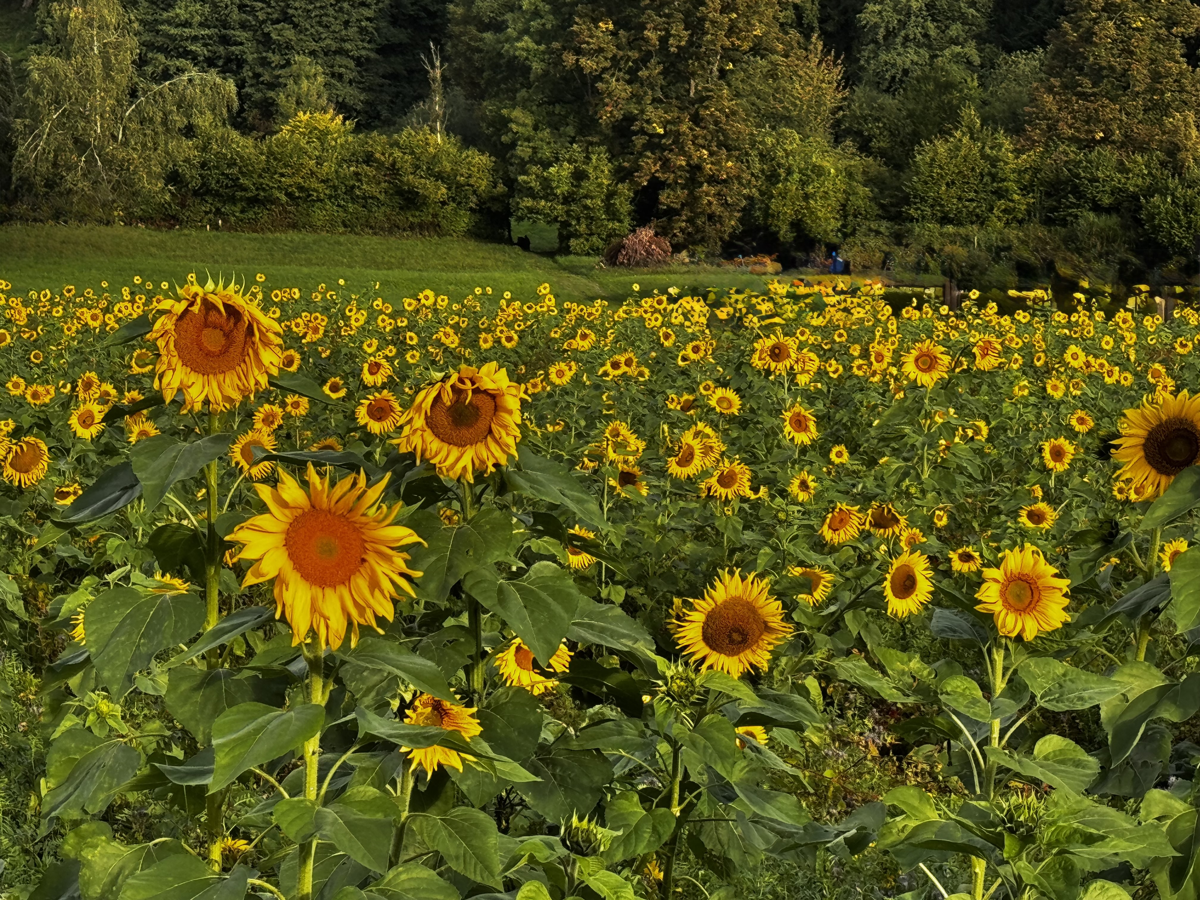 Bald letzte leuchtende Sonnenblumen im Morgenlicht