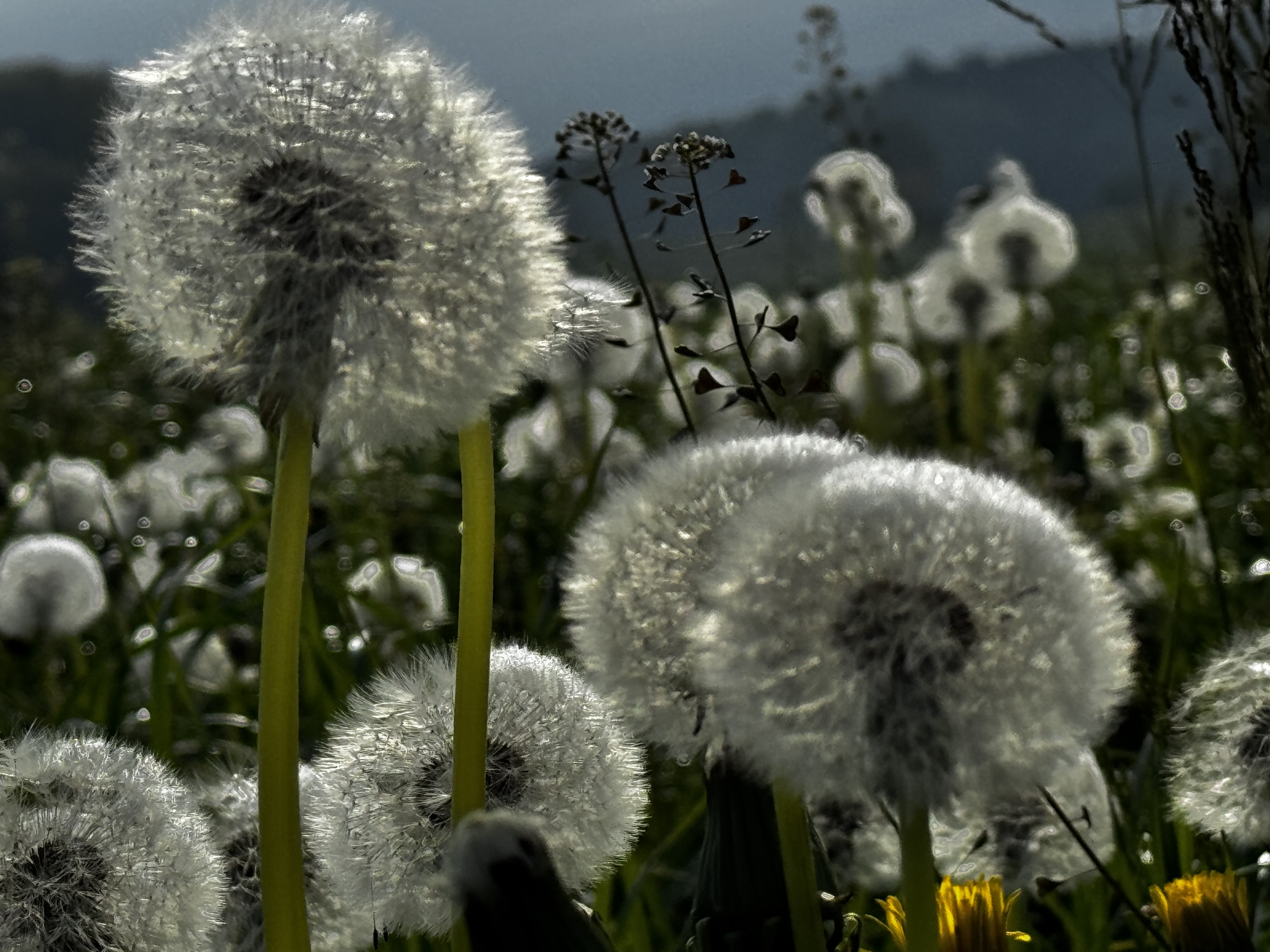 Verblühter Löwenzahn im Gegenlicht