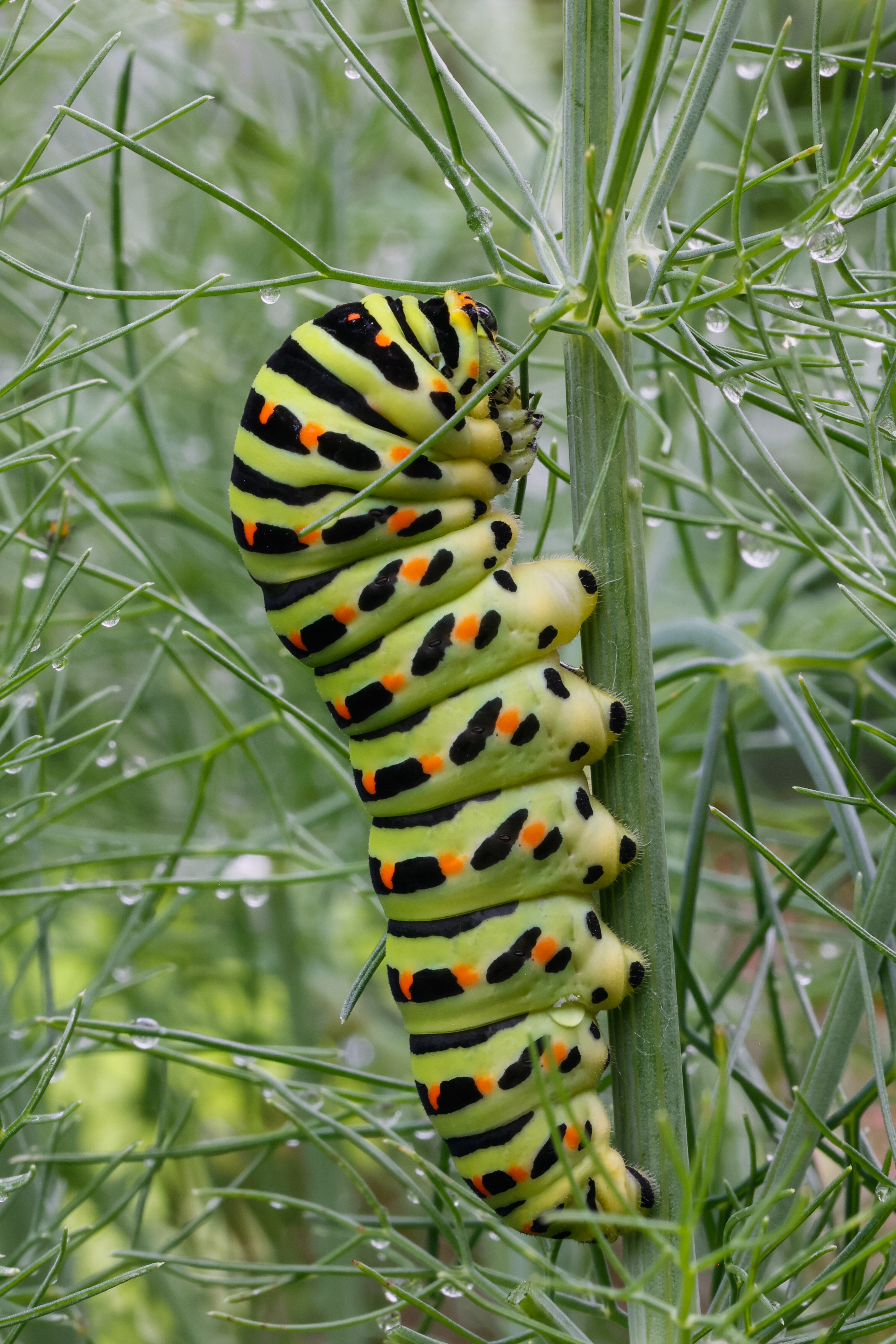 Schwalbenschwanz-Raupe geniesst den frischen Fenchel