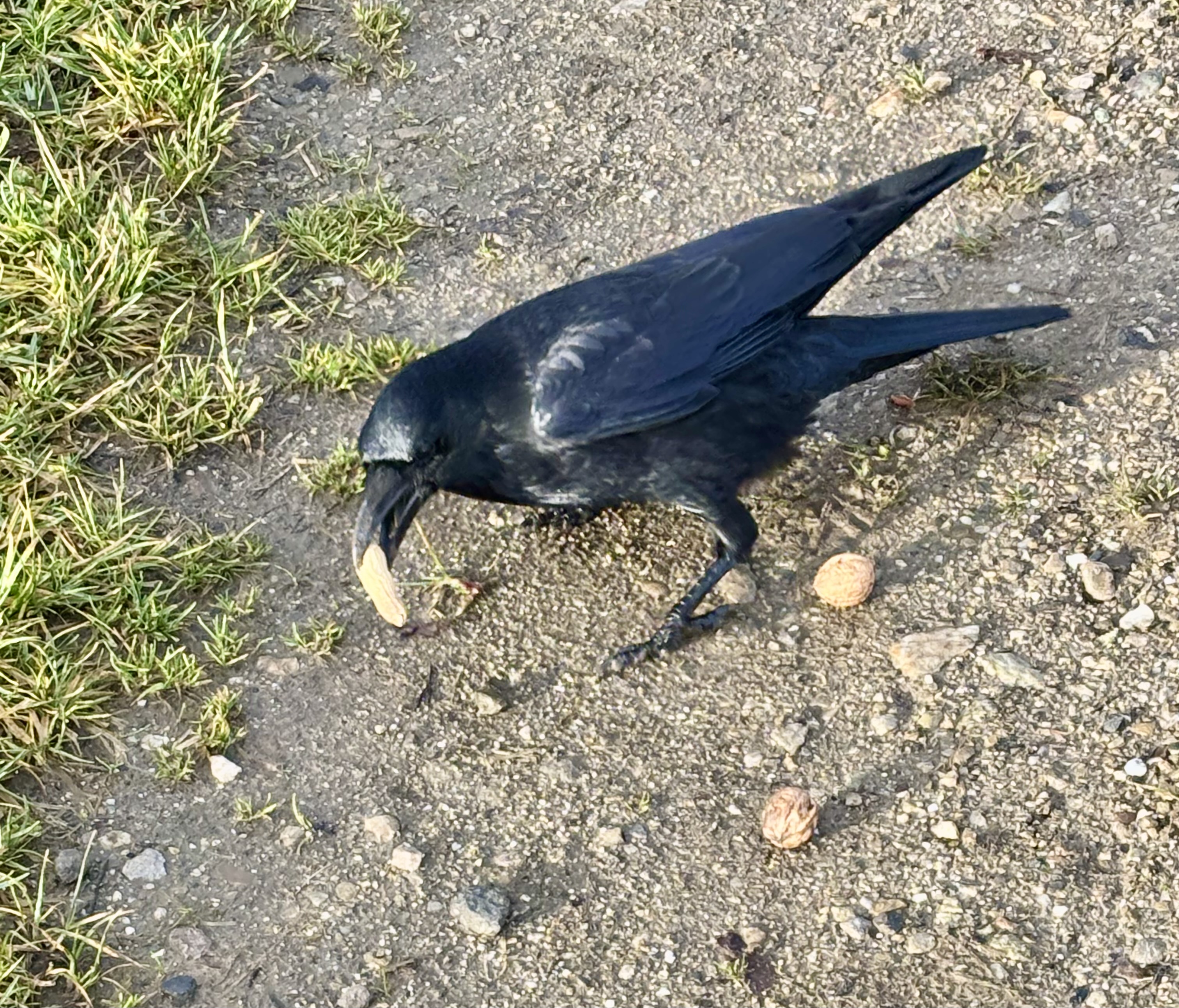 Auch Krähen lieben Nüsse