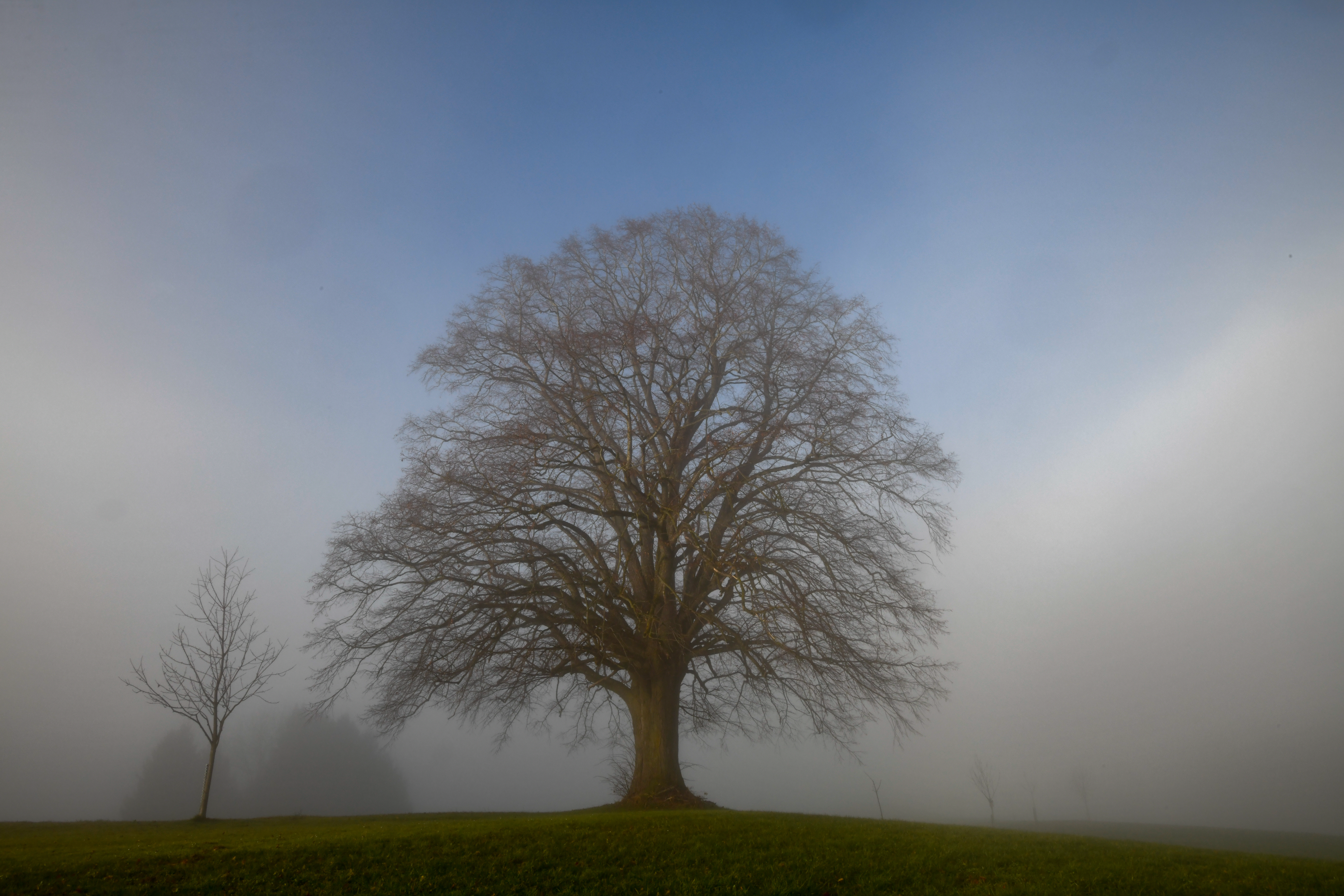 Linde bei der Lotharhütte Mättenberg 